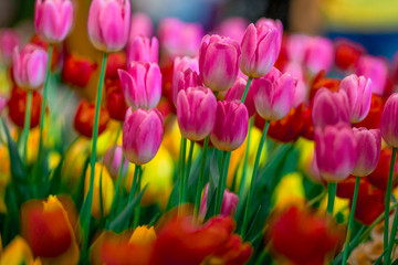 A colorful flower background wallpaper of tulips (pink, red, white, orange, yellow, green, purple) planted in a garden plot for the beauty to see, a species that grows in cold weather. Or winter