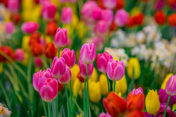 Obraz na płótnie Canvas A colorful flower background wallpaper of tulips (pink, red, white, orange, yellow, green, purple) planted in a garden plot for the beauty to see, a species that grows in cold weather. Or winter