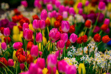 A colorful flower background wallpaper of tulips (pink, red, white, orange, yellow, green, purple) planted in a garden plot for the beauty to see, a species that grows in cold weather. Or winter