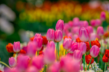 A colorful flower background wallpaper of tulips (pink, red, white, orange, yellow, green, purple) planted in a garden plot for the beauty to see, a species that grows in cold weather. Or winter