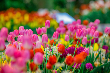 A colorful flower background wallpaper of tulips (pink, red, white, orange, yellow, green, purple) planted in a garden plot for the beauty to see, a species that grows in cold weather. Or winter