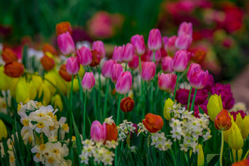 Flower background view The colorful colors of tulips (pink, red, white, orange, yellow, green, purple) planted in gardens for the beauty of the spectators, are species that grow in cold weather.