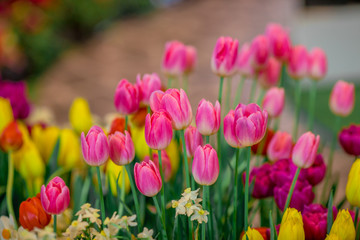 Flower background view The colorful colors of tulips (pink, red, white, orange, yellow, green, purple) planted in gardens for the beauty of the spectators, are species that grow in cold weather.