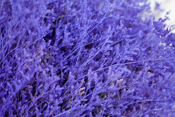 purple leaves nature background, closeup leaves texture, tropical leaves