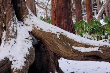木の実を探すエゾリス