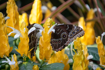 butterfly on a flower