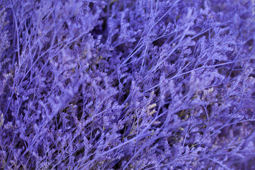 purple leaves nature background, closeup leaves texture, tropical leaves