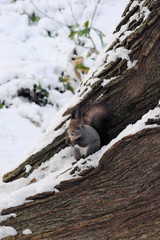 木の実を食べるエゾリス