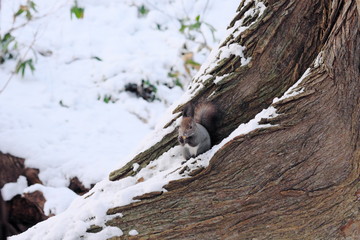 木の実を食べるエゾリス