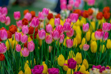Flower background view The colorful colors of tulips (pink, red, white, orange, yellow, green, purple) planted in gardens for the beauty of the spectators, are species that grow in cold weather.