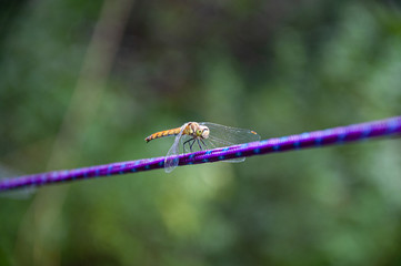 Dragonfly sits on a horizontal rope. Close up
