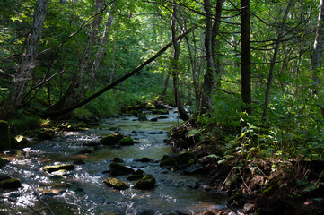 Pure water in the taiga stream far from civilization.