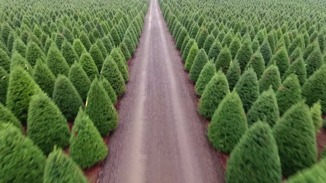 Flyover Christmas Tree Farm