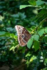 butterfly on a leaf