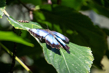 butterfly on a leaf