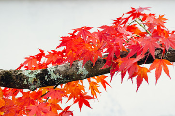 Focus and blurred colorful maple leaves tree on white background in Autumn of Japan.