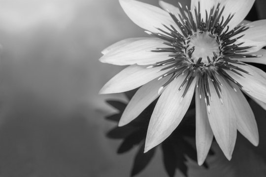 closeup beautiful black and white lotus flower and green leaf in pond, lotus pictures Monochrome, black and white flower background 