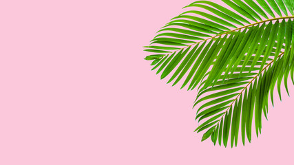 Fototapeta na wymiar Natural palm leaf on pastel pink background, nature background