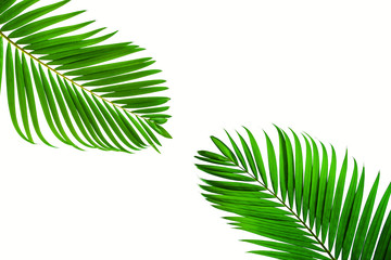 Beautiful coconut leaf isolated on white background, tropical summer background