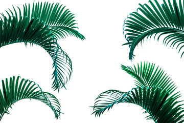 Fototapeta na wymiar Beautiful coconut leaf isolated on white background, tropical summer background