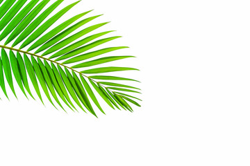Beautiful coconut leaf isolated on white background, tropical summer background