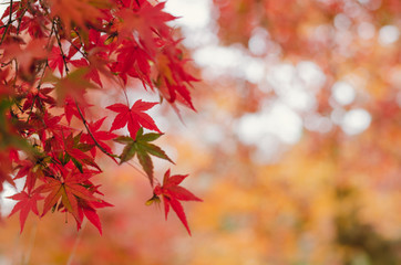 Focus and blurred colorful maple leaves tree background in Autumn of Japan.