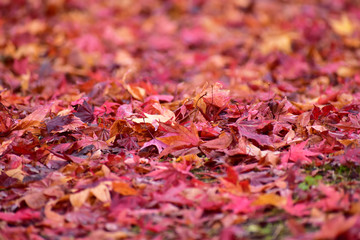 フカフカのモミジの落ち葉