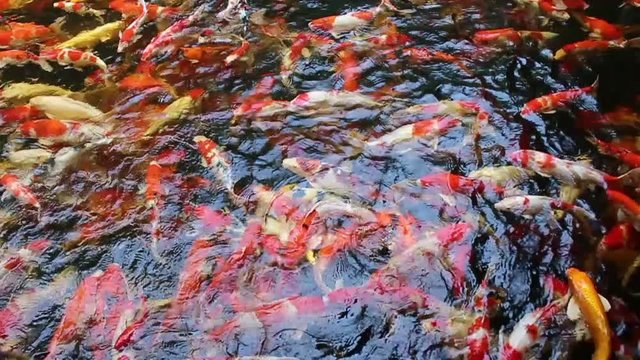 Crowd Of Colourful Carp Fish Swimming In The Pond. Koi Carp Fish In Water Are Scrambling For Food And Making Water Splash. Footage From Above.