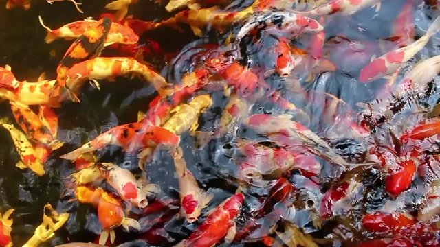 Crowd of colourful carp fish swimming in the pond. Koi carp fish in water are scrambling for food and making water splash. Footage from above.