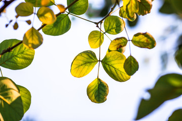 Close-up abstract background of green leaves, with the blurring of sunlight falling, the beauty of nature without embellishing