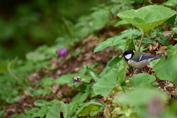 春の里山のシジュウカラ