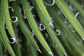 多肉植物のカール