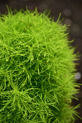 コキアの緑の葉