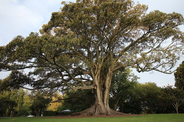 Obraz premium Large Tree