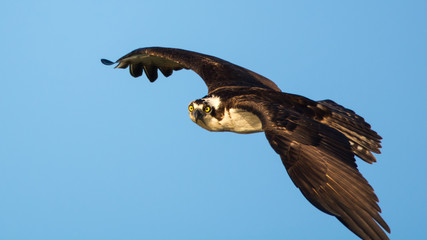 Flying Osprey Looking at You