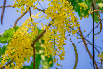 Close-up background of blurred yellow flowers, which grow naturally or planted in parks, for the beauty of the spectators while traveling.