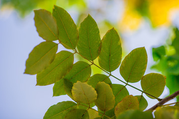 Close-up background of blurred yellow flowers, which grow naturally or planted in parks, for the beauty of the spectators while traveling.
