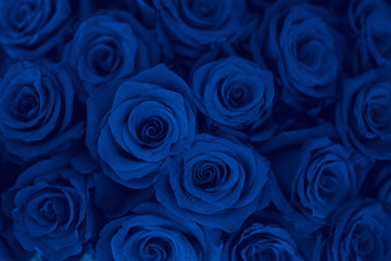 dark floral background - blue roses closeup, classic blue color of the year 2020