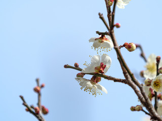白い梅の花