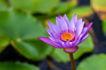 purple water lily in bloom