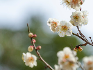 白い梅の花
