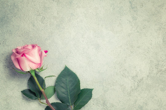 One pink rose on a concrete surface, template for design or greeting card, place for text, copy space