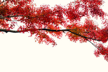 Focus and blurred colorful maple leaves tree with white background in Autumn of Japan.
