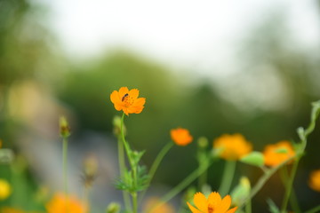 Obraz premium cosmos flower blooming in garden with sunshine