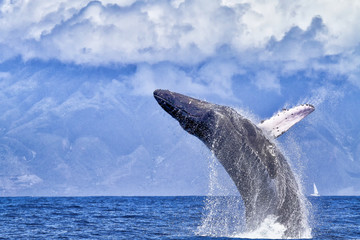 Humpback Whale breaching in the ocean near Lahaina on Maui.