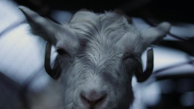portrait of a goat ruminating 