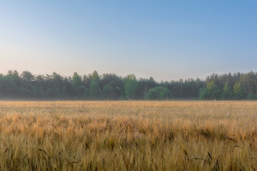 Obraz premium Dawn in the field. Pskov region. Russia