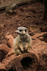 meerkat on guard