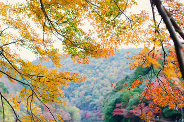 Maple leaves in Autumn season with colorful mountain background in Arashiyama, Kyoto city in Japan.