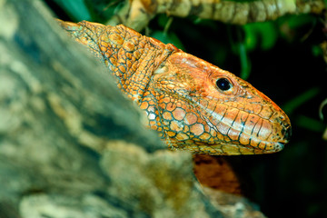 Caiman lizard or water tegu or Dracaena close-up